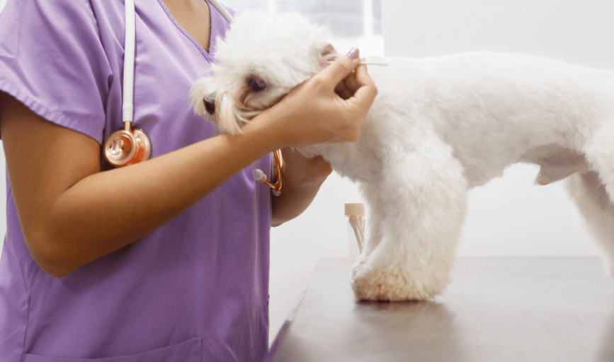 Pet Ear Cleaning